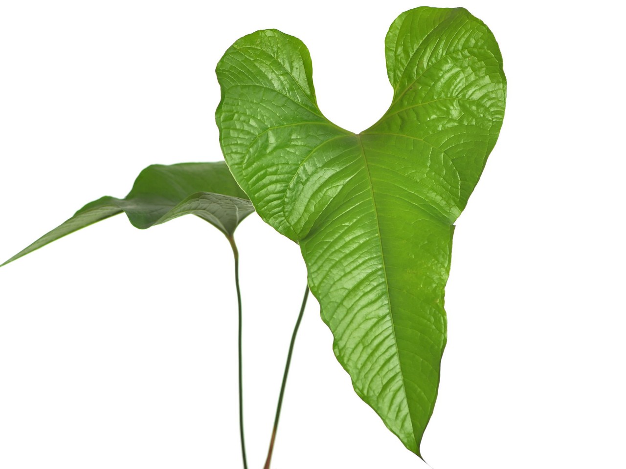 Anthurium brownii 'No 5' S