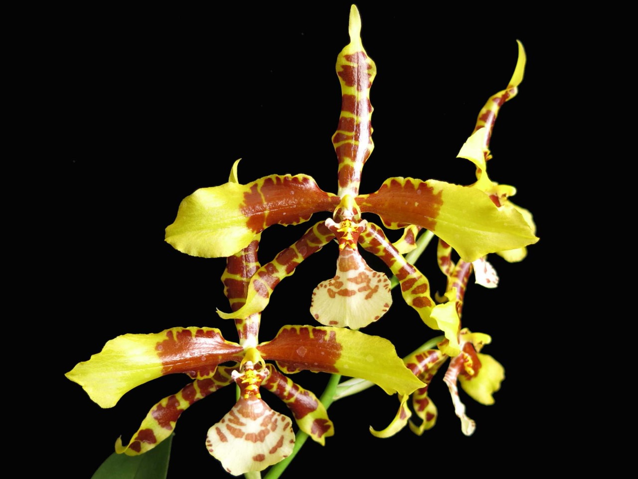 Rossioglossum Rawdon Jester OP