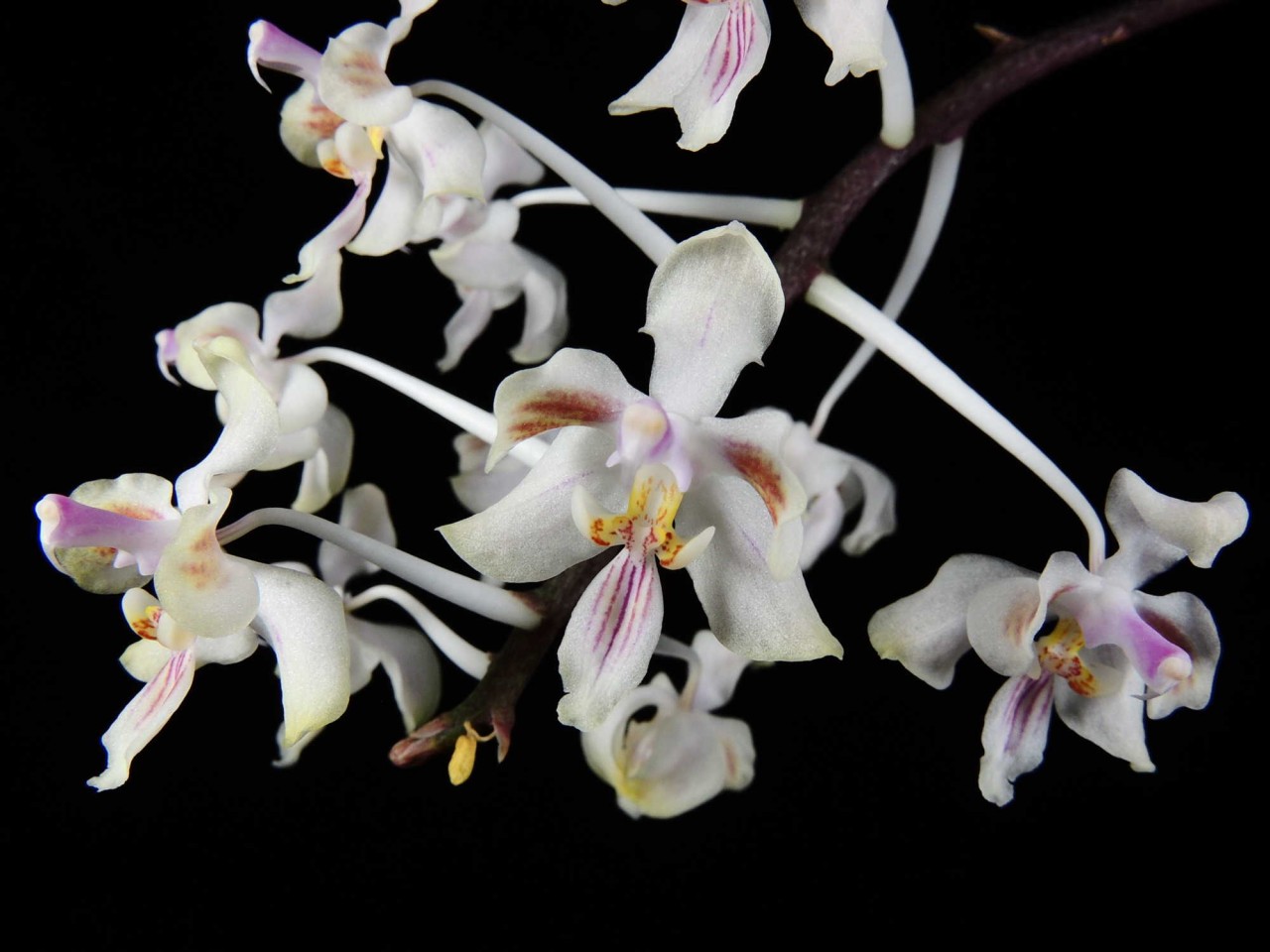 Phalaenopsis celebensis