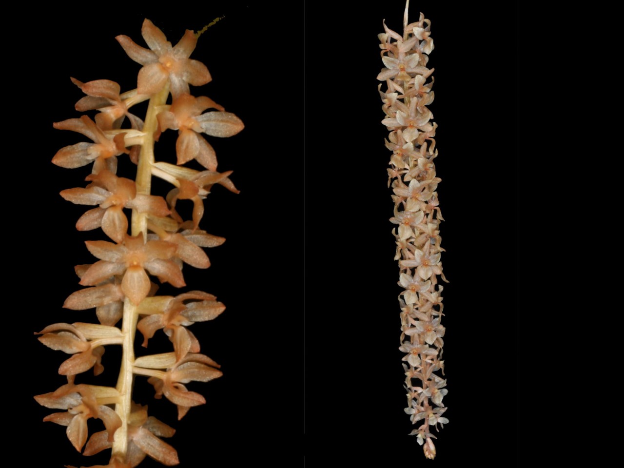 Dendrochilum convallariiforme