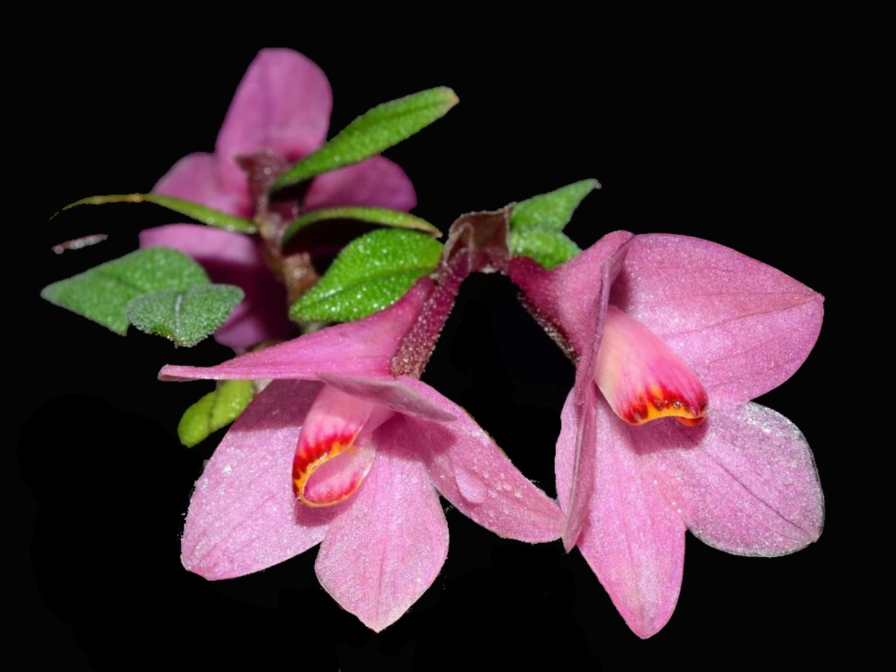 Den. Aussie's Hi-Lo 'Pink'