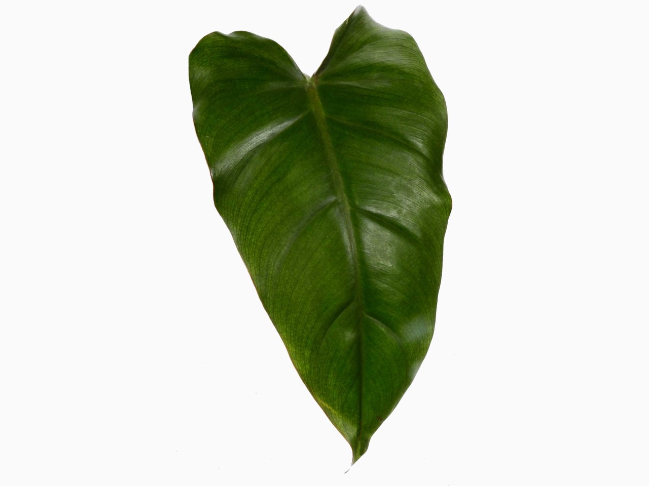 Philodendron erubescens 'Chocolate'