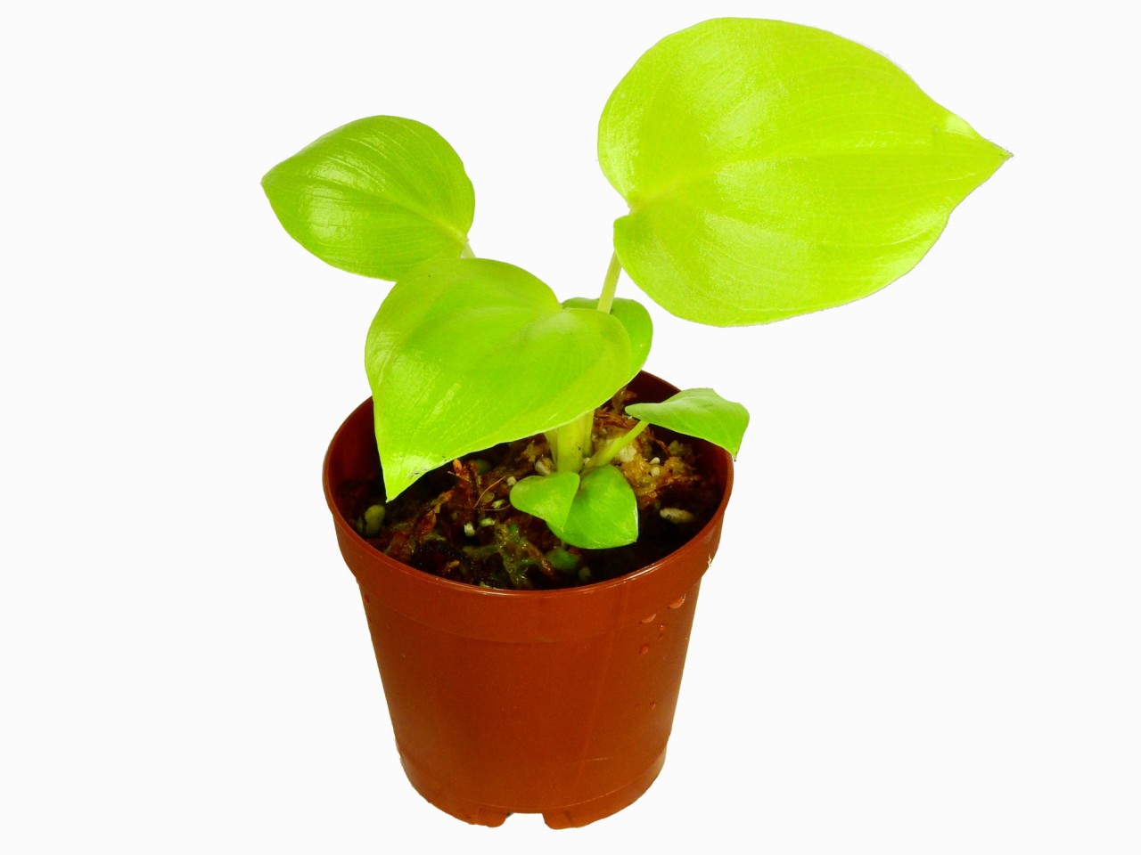 Philodendron bipinnatifidum 'Gold' (5,5cm pot)