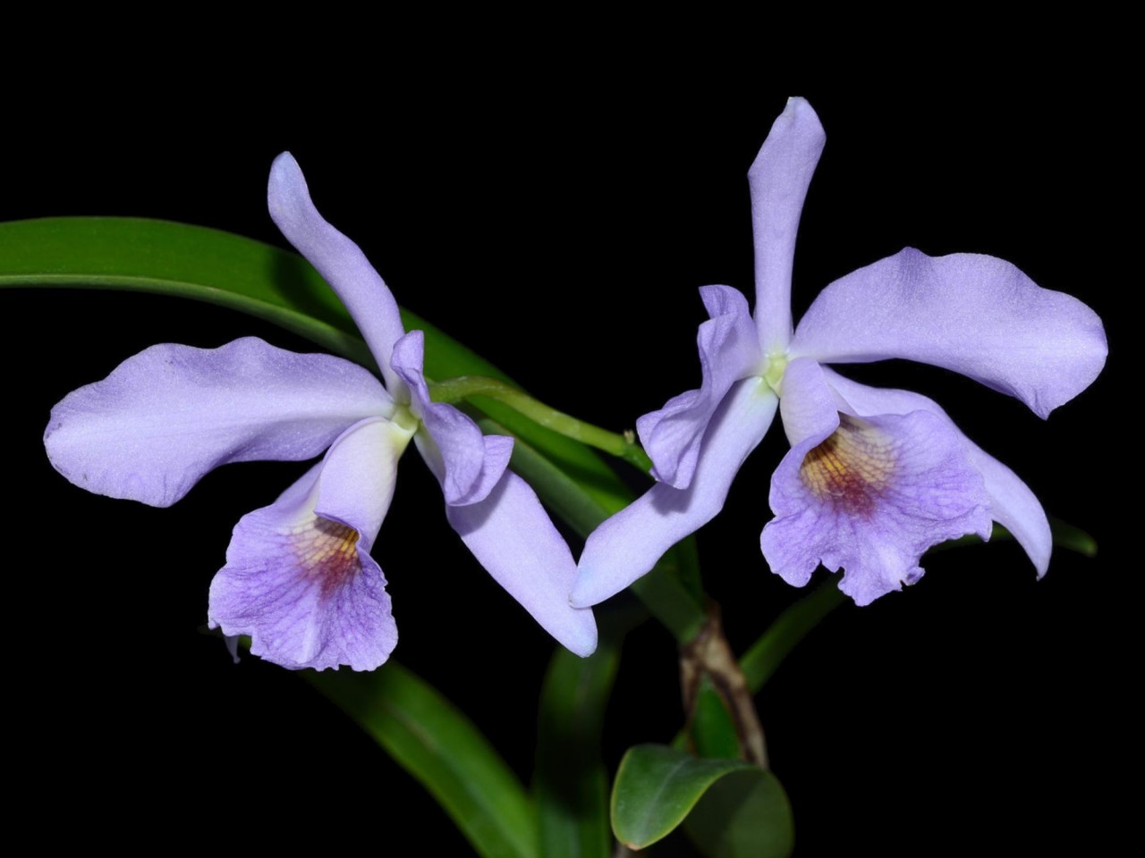 Ctt. (Cattleya) Chloris 'coerulea'