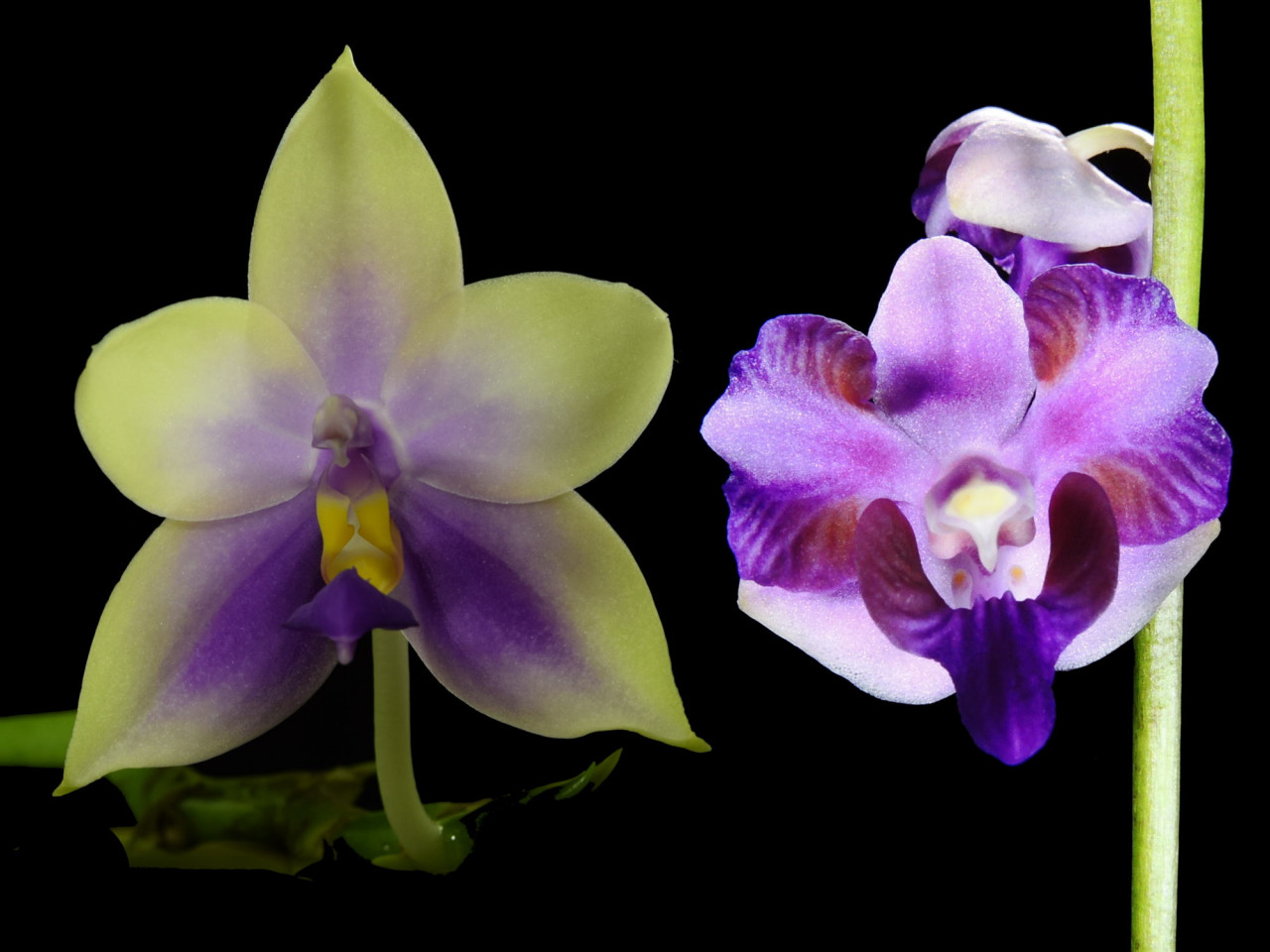 Phal. (Samera x Dor. pulcherrima) OP