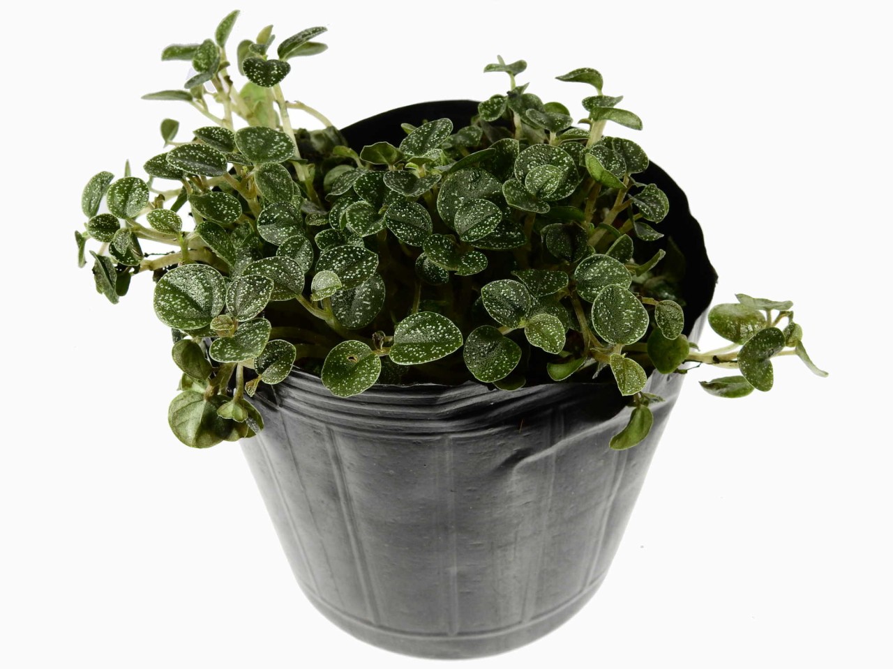 Peperomia antoniana