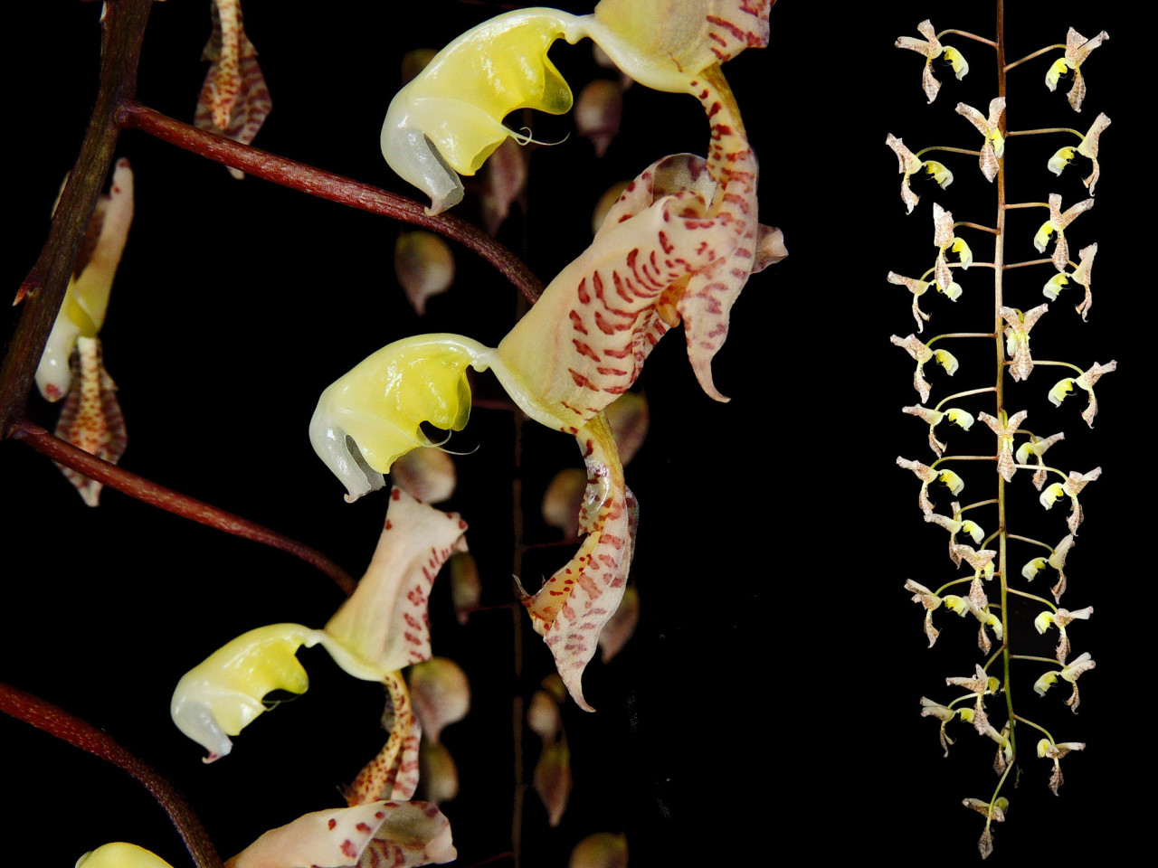 Gongora truncata OP