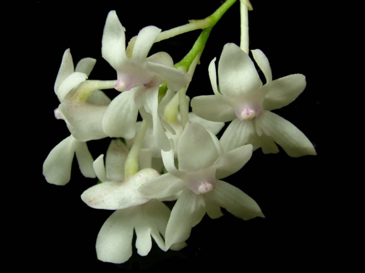 Dendrobium aberrans OP