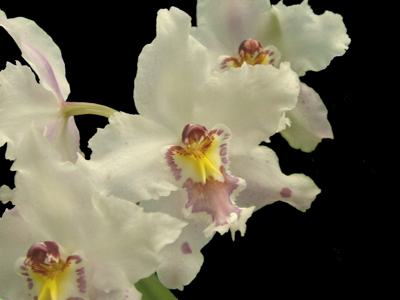 Odontoglossum crispum OP