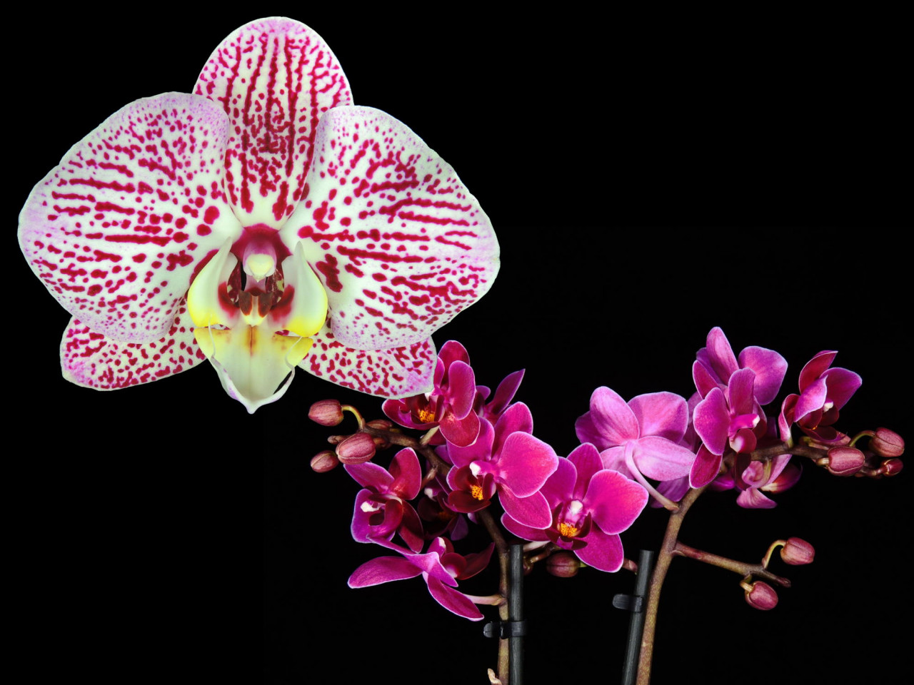 Phal. (Chian Xen Piano x Sogo Breeze) OP