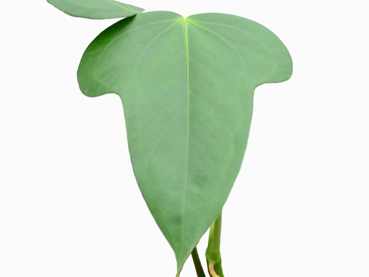 Anthurium bomboizense (medium)