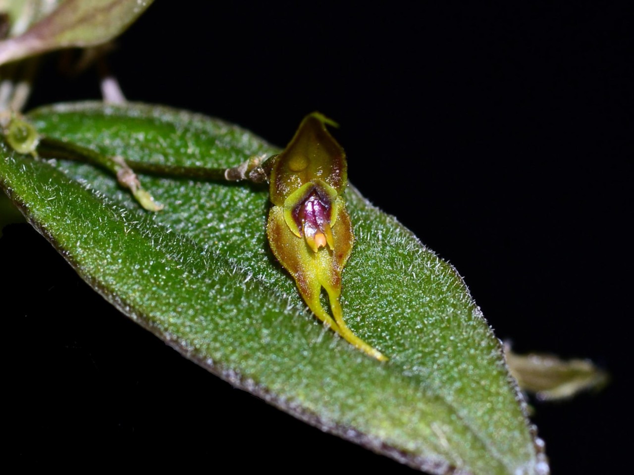 Lepanthes terpsichore