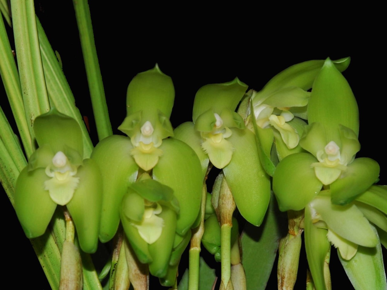 Lycaste ciliata