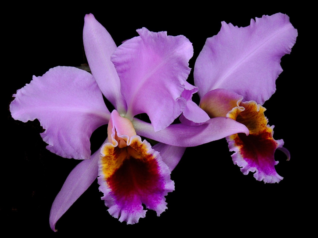 Cattleya percivalliana OP