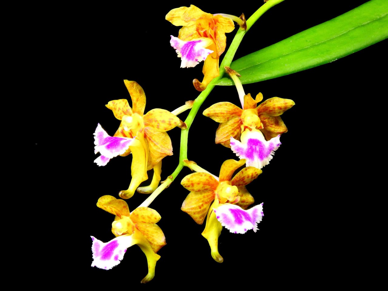 Aerides (syn. Vanda) flabellata OP