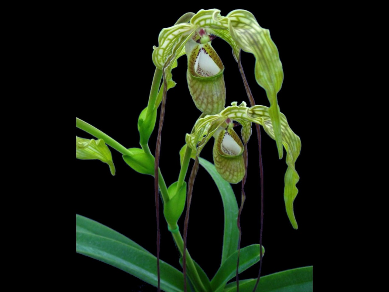 Phragmipedium caudatum var. giganteum