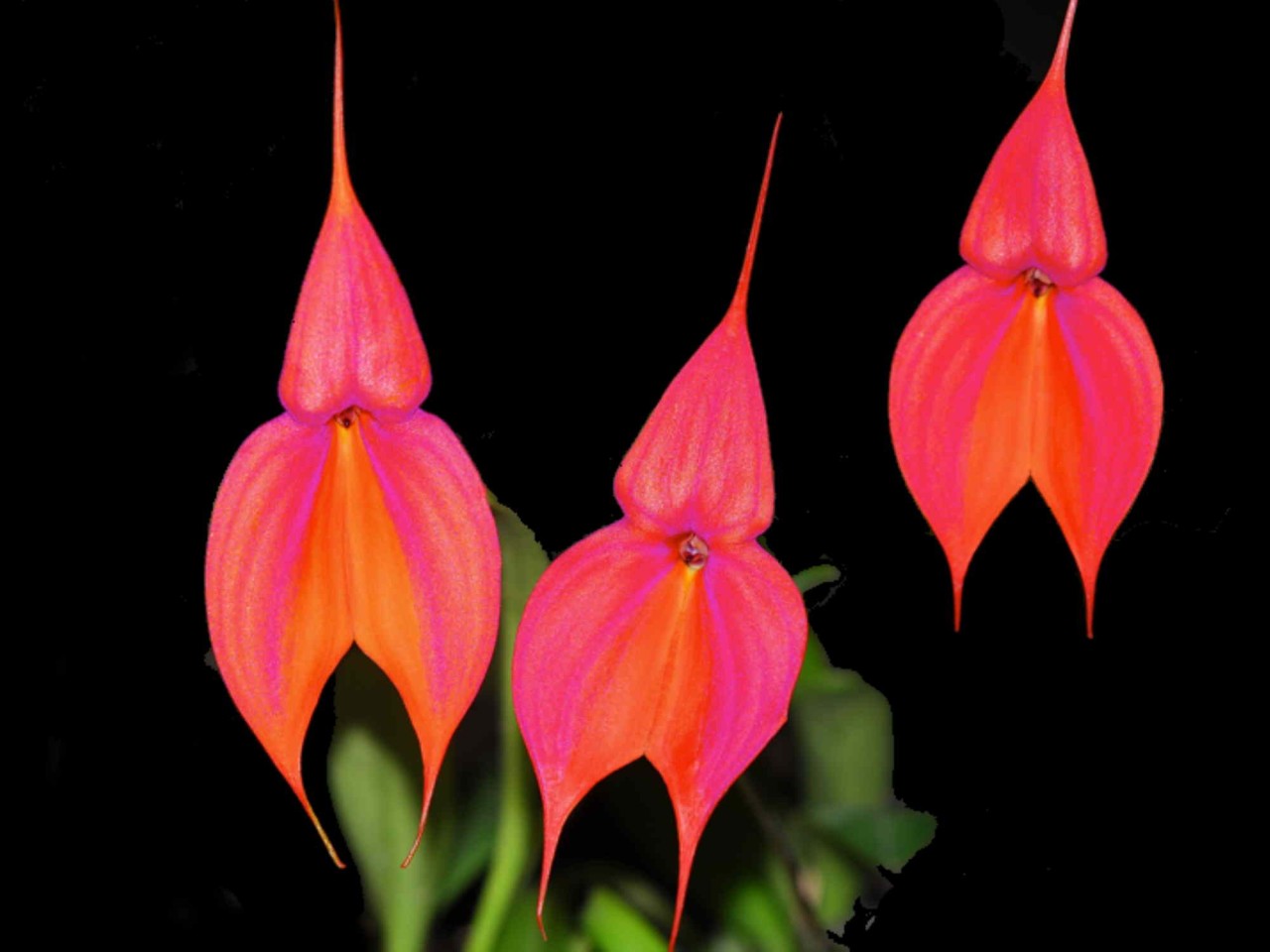 Masdevallia veitchiana