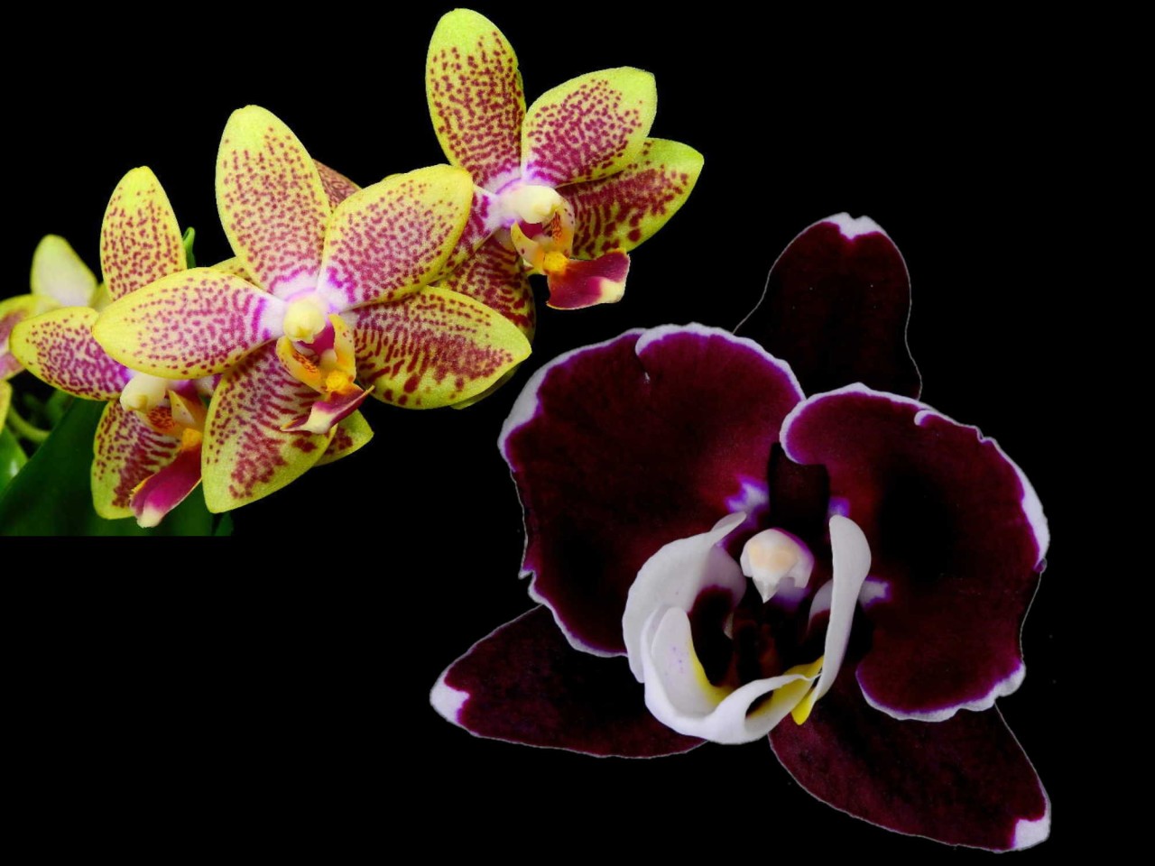 Phal. (Allura Catherine x Gan Lin Diamond) OP