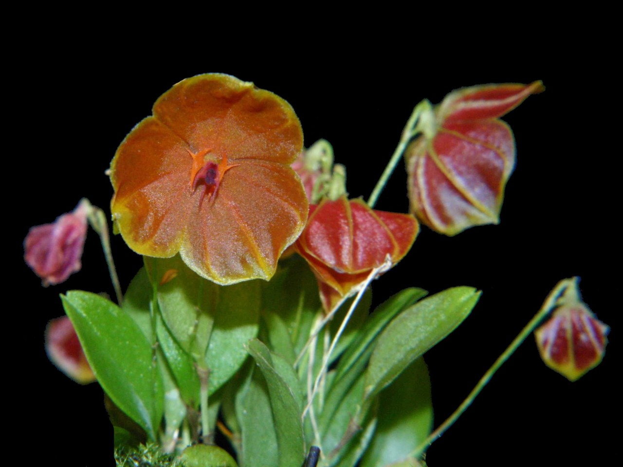 Lepanthes telipogoniflora