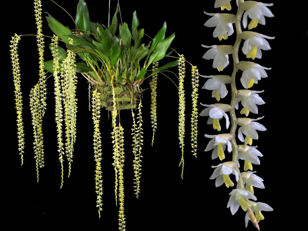 Dendrochilum cobbianum