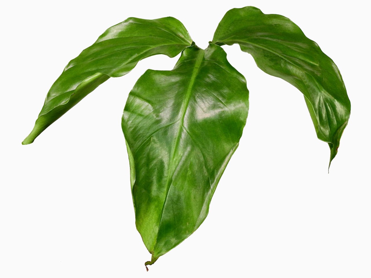 Philodendron barrosoanum 'No. 5'