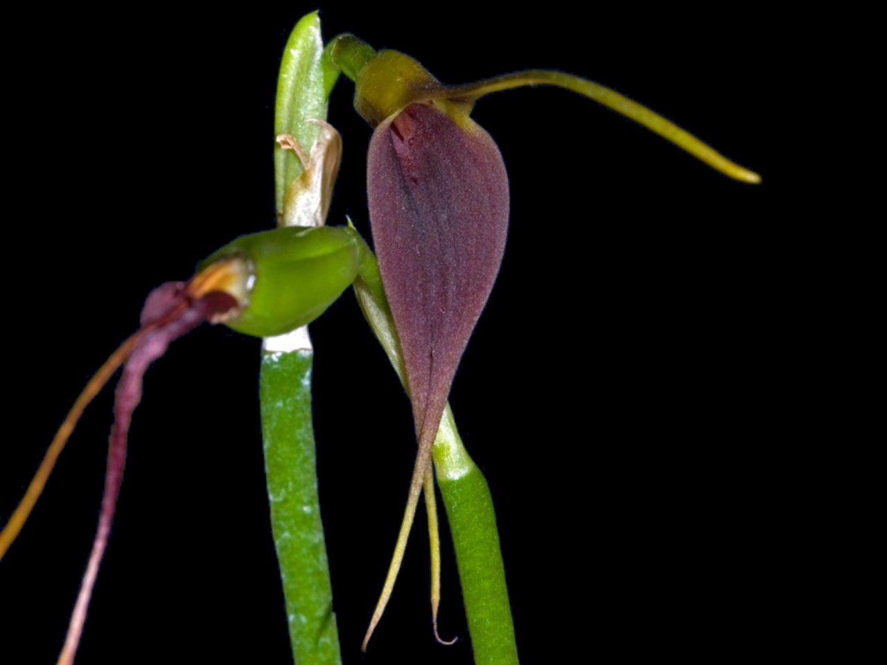 Masdevallia deceptrix