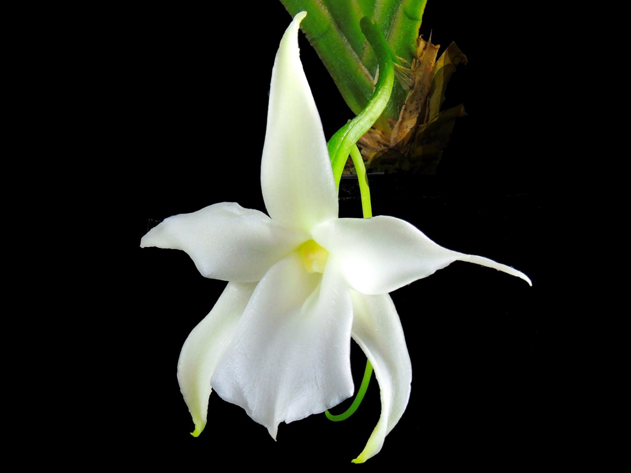 Angraecum magdalenae