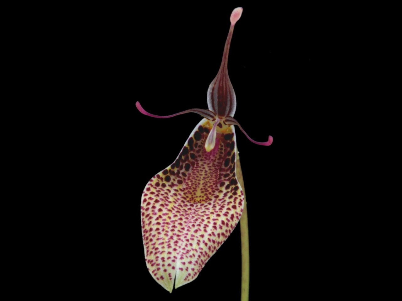 Restrepia contorta