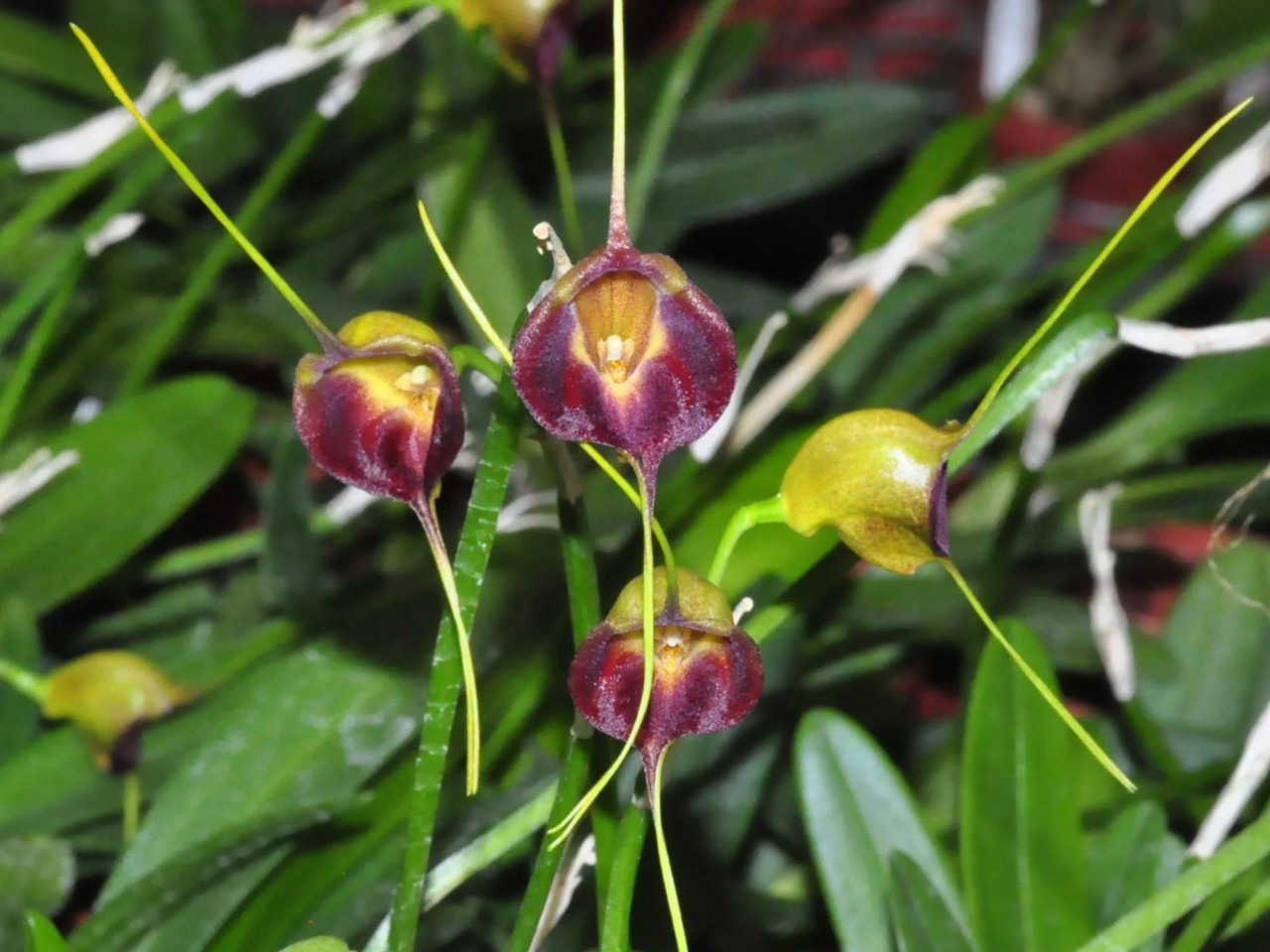 Masdevallia echo