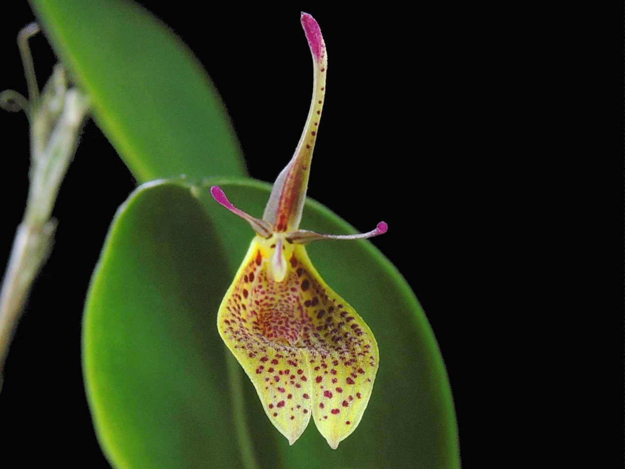 Restrepia citrina