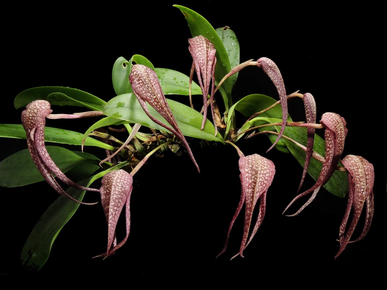 Bulbophyllum longisepalum