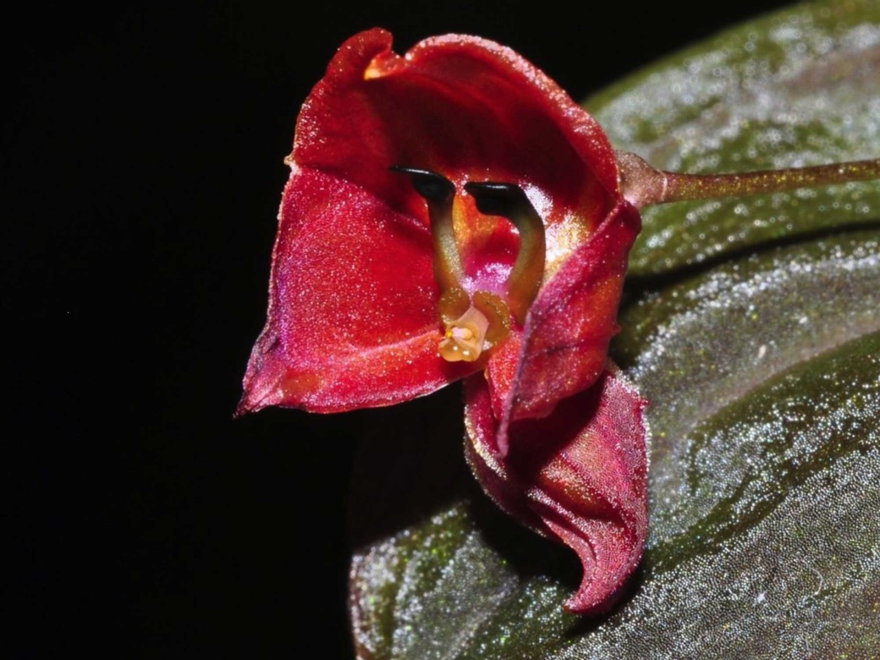 Lepanthes lucifer