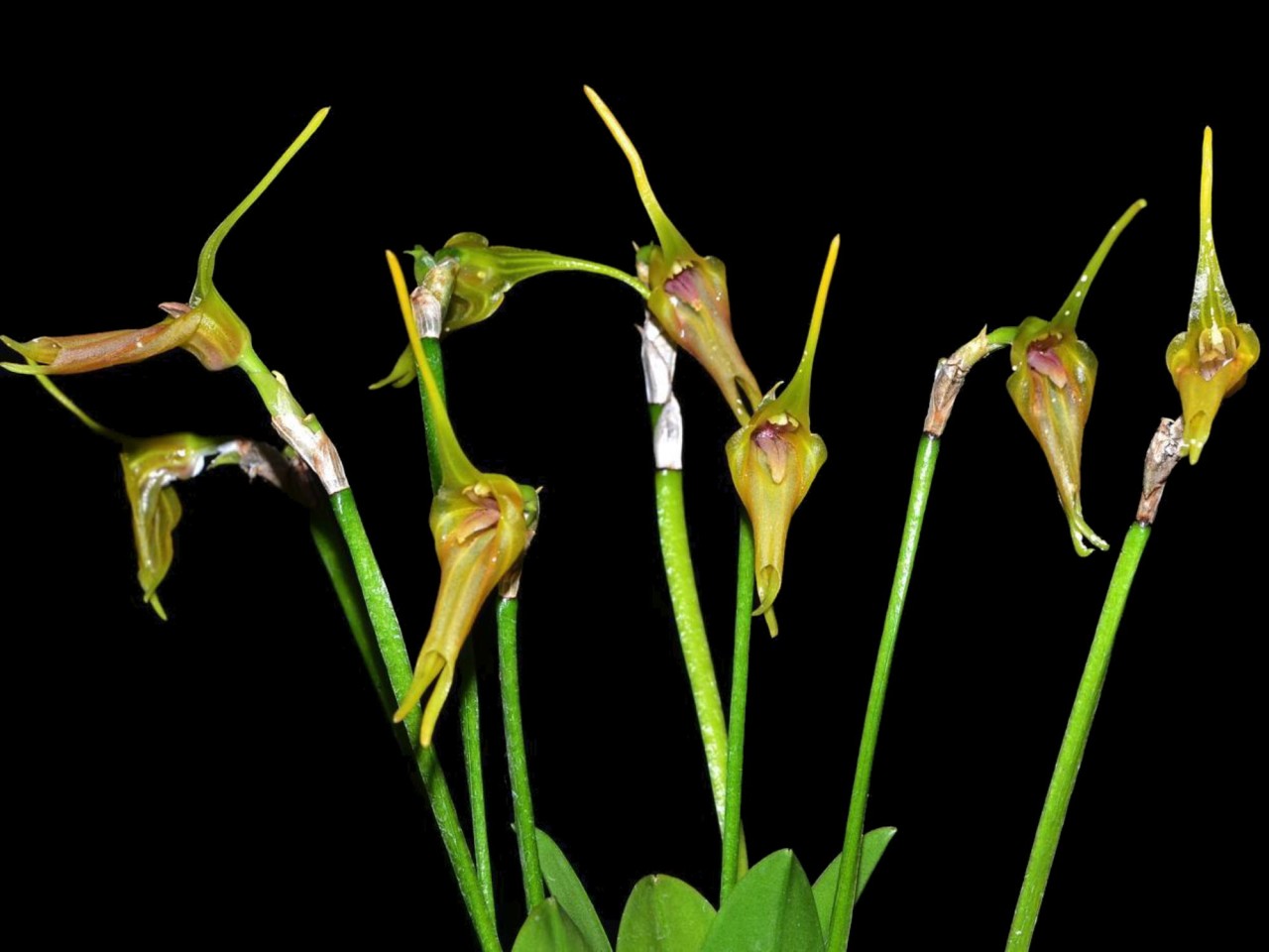 Masdevallia ametroglossa