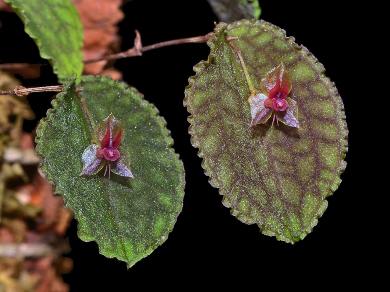 Lepanthes pretiosa