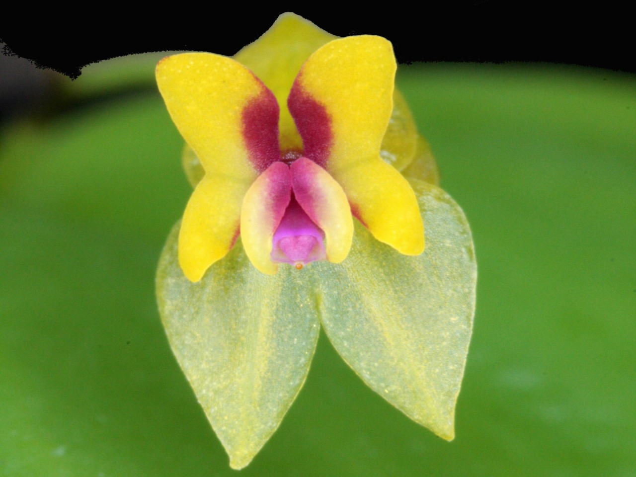 Lepanthes veleziana