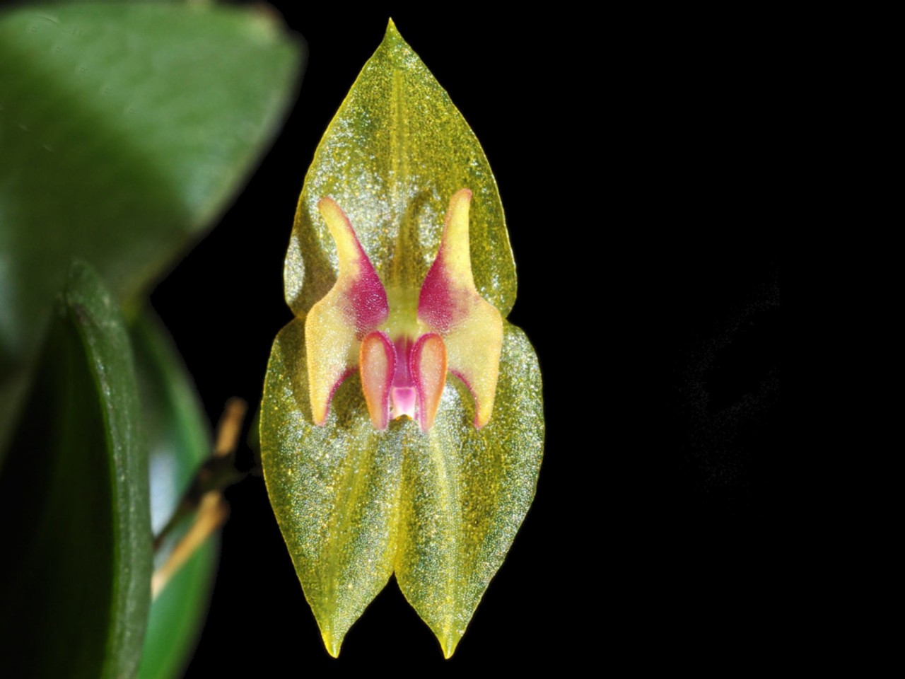 Lepanthes tamaensis