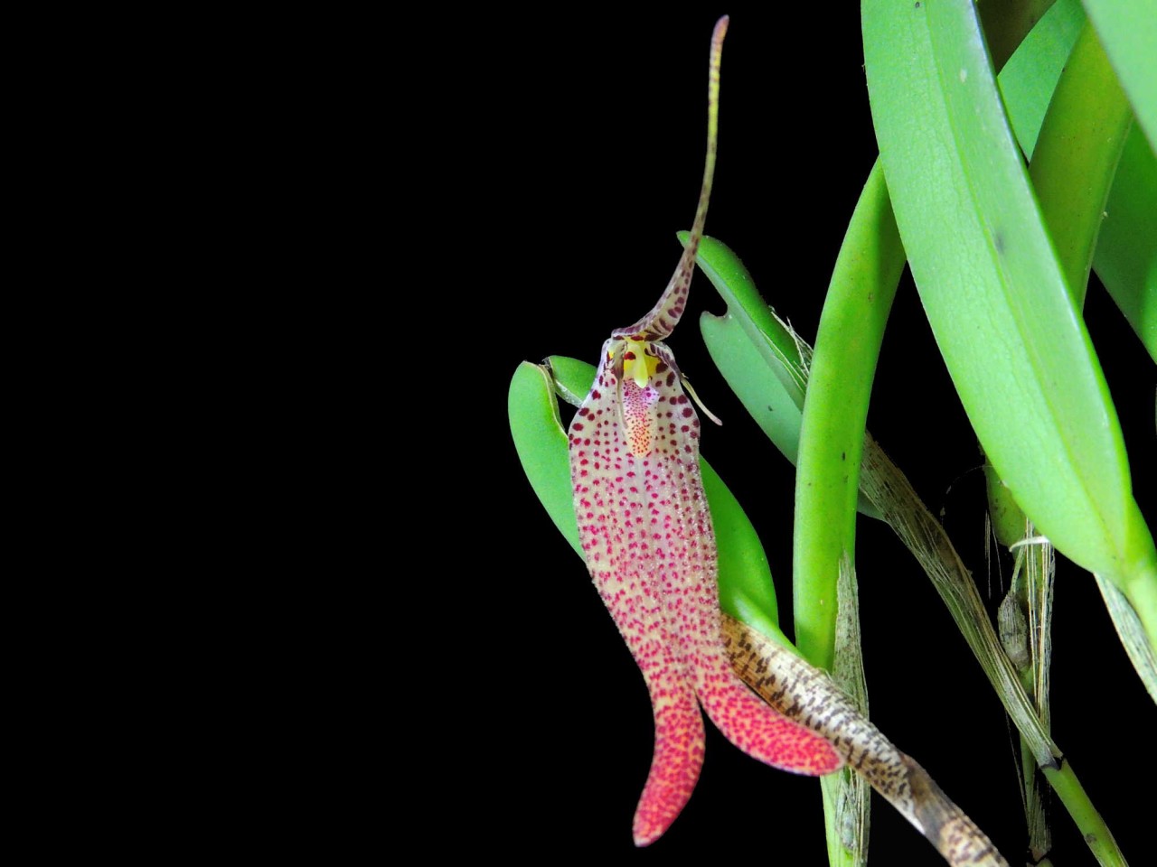 Restrepia chocoensis