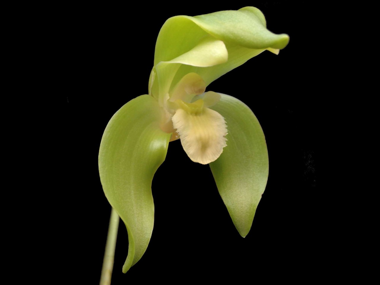 Lycaste nana