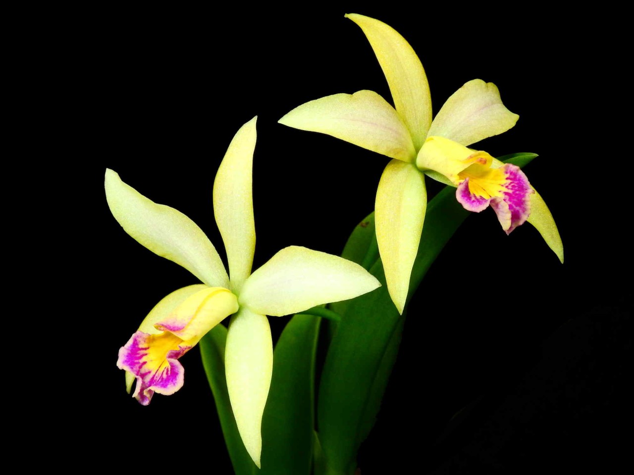 Blc. (Bee Suite x Chinderela)