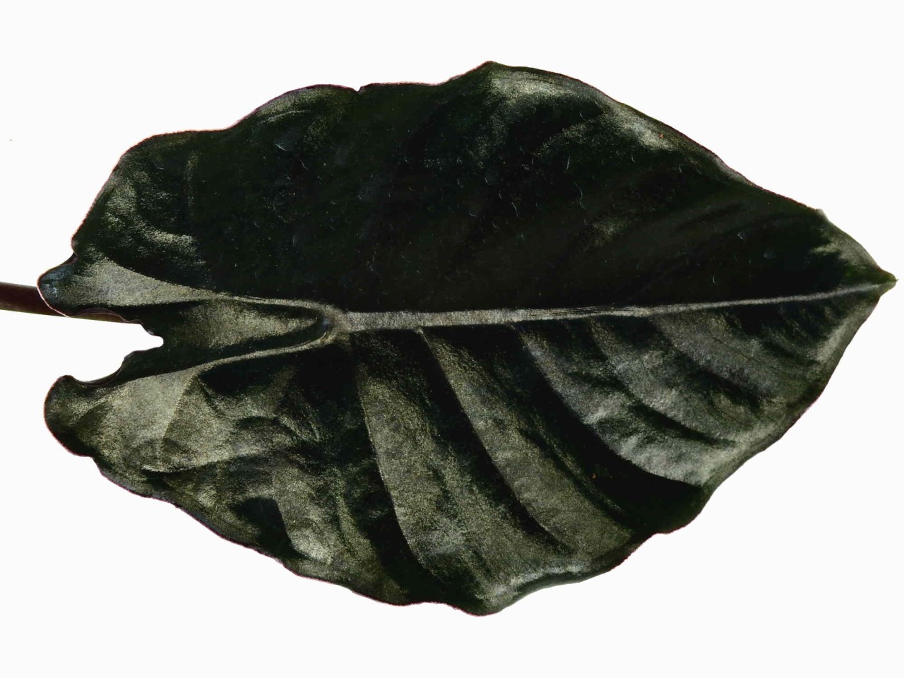 Alocasia infernalis 'Black Magic'