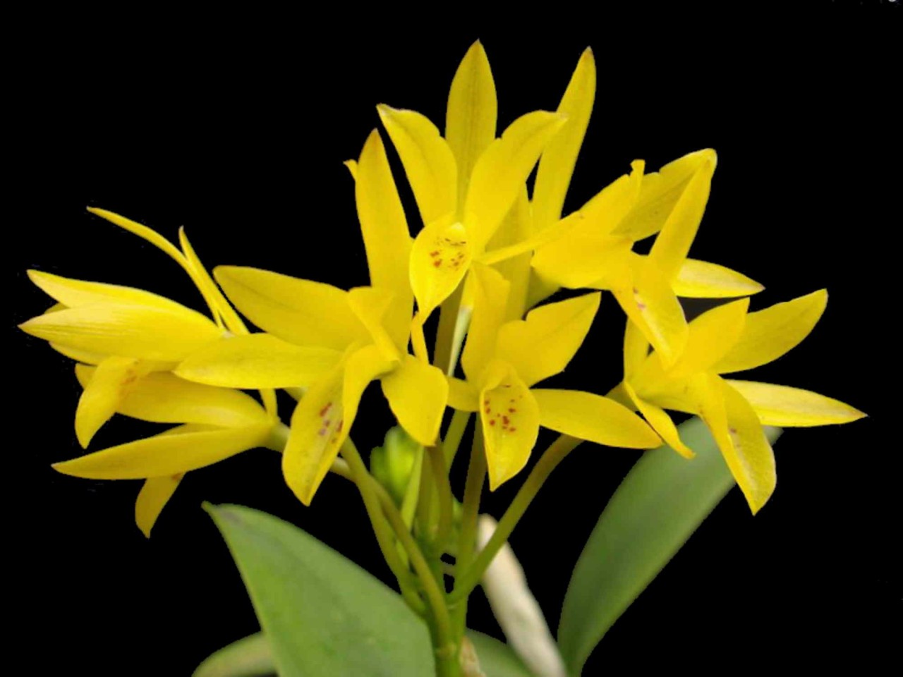 Cattleya aurantiaca var. flava