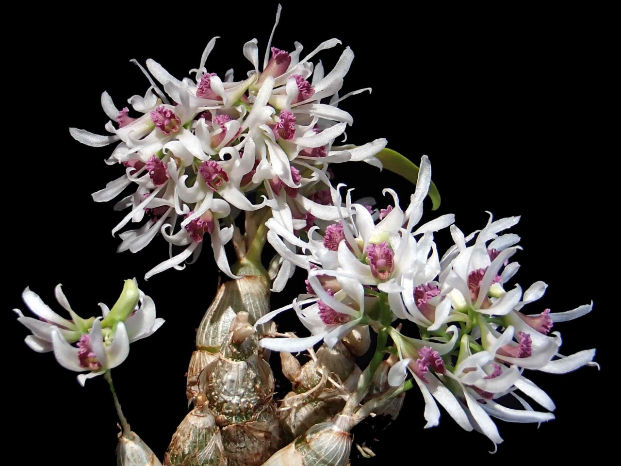 Dendrobium peguanum