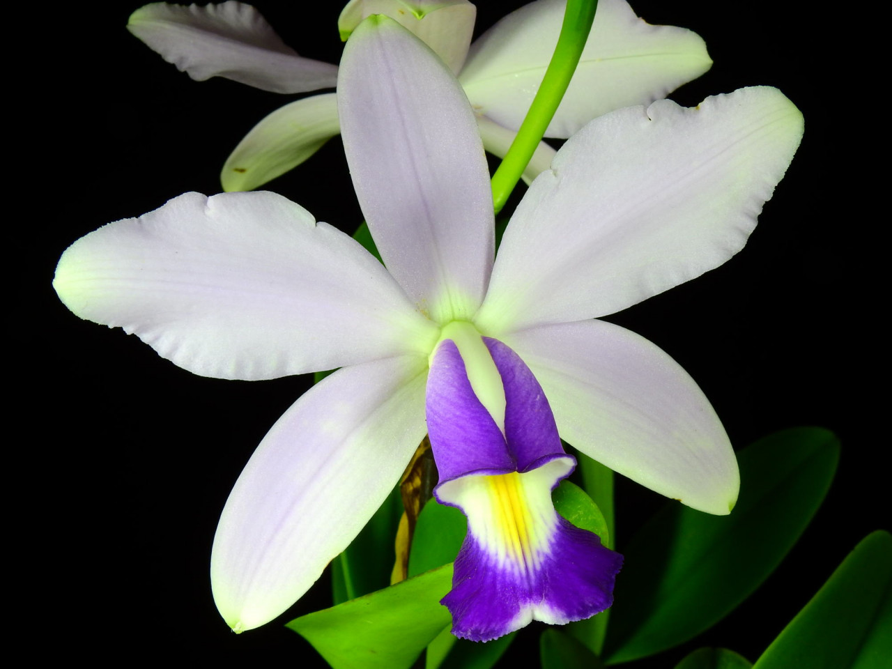 Cattleya violacea var. alba