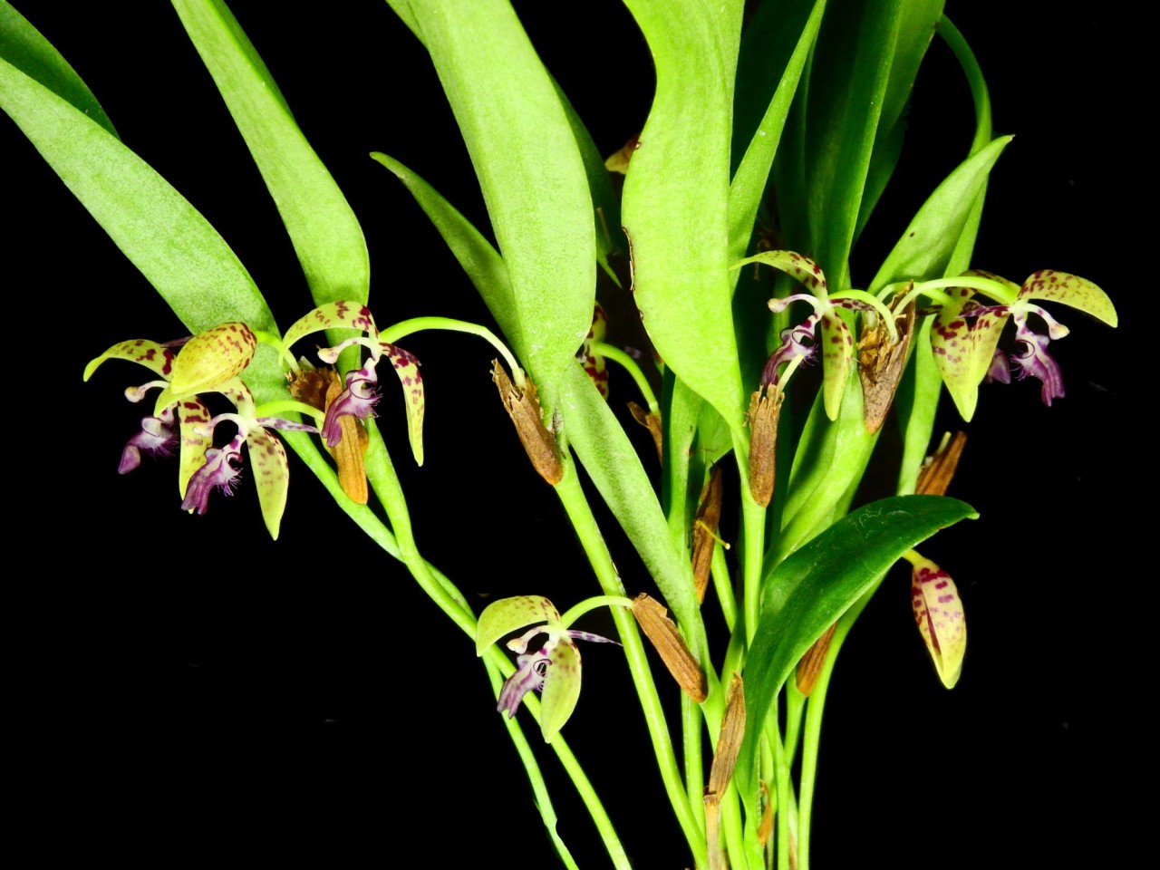 Pleurothallis jostii