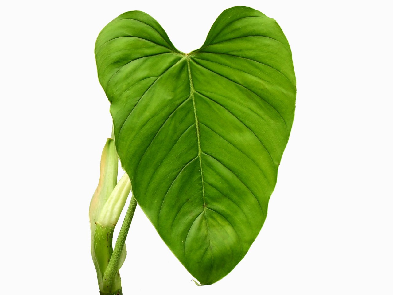 Philodendron ornatum cf.