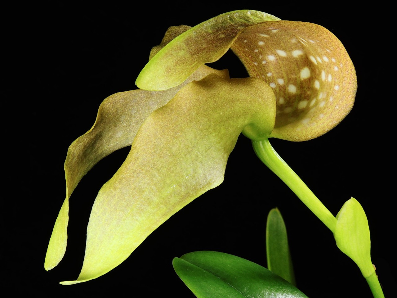 Bulbophyllum grandiflorum