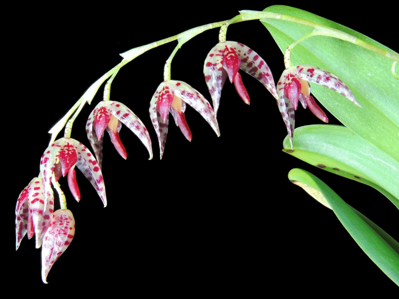 Pleurothallis restrepioides