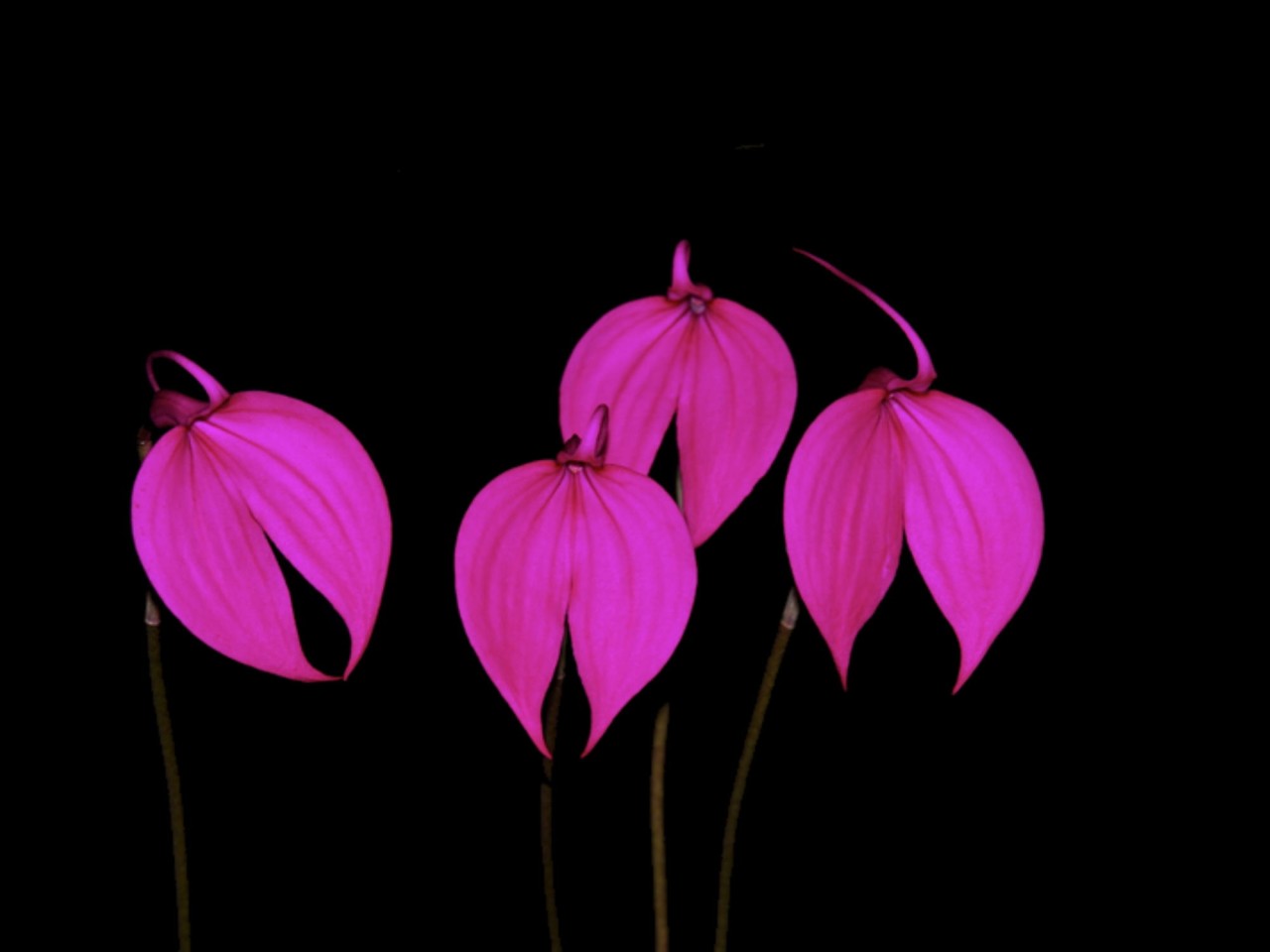 Masdevallia coccinea