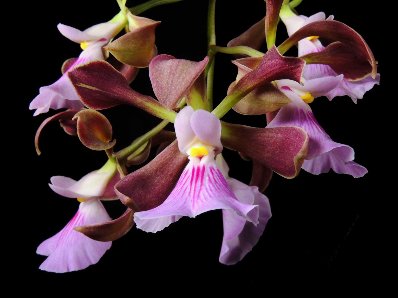 Encyclia cordigera var. atropurpurea OP