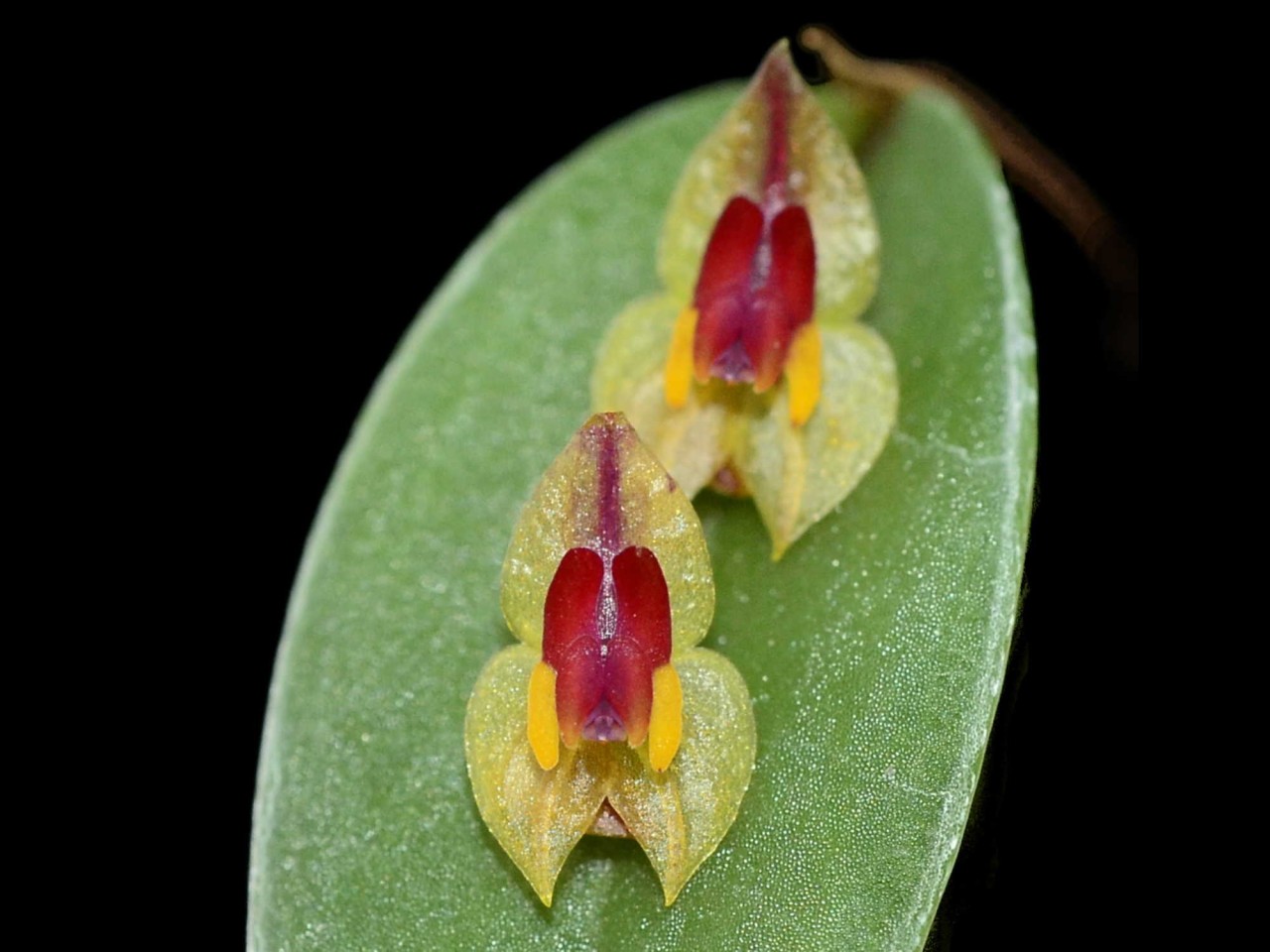 Lepanthes regularis